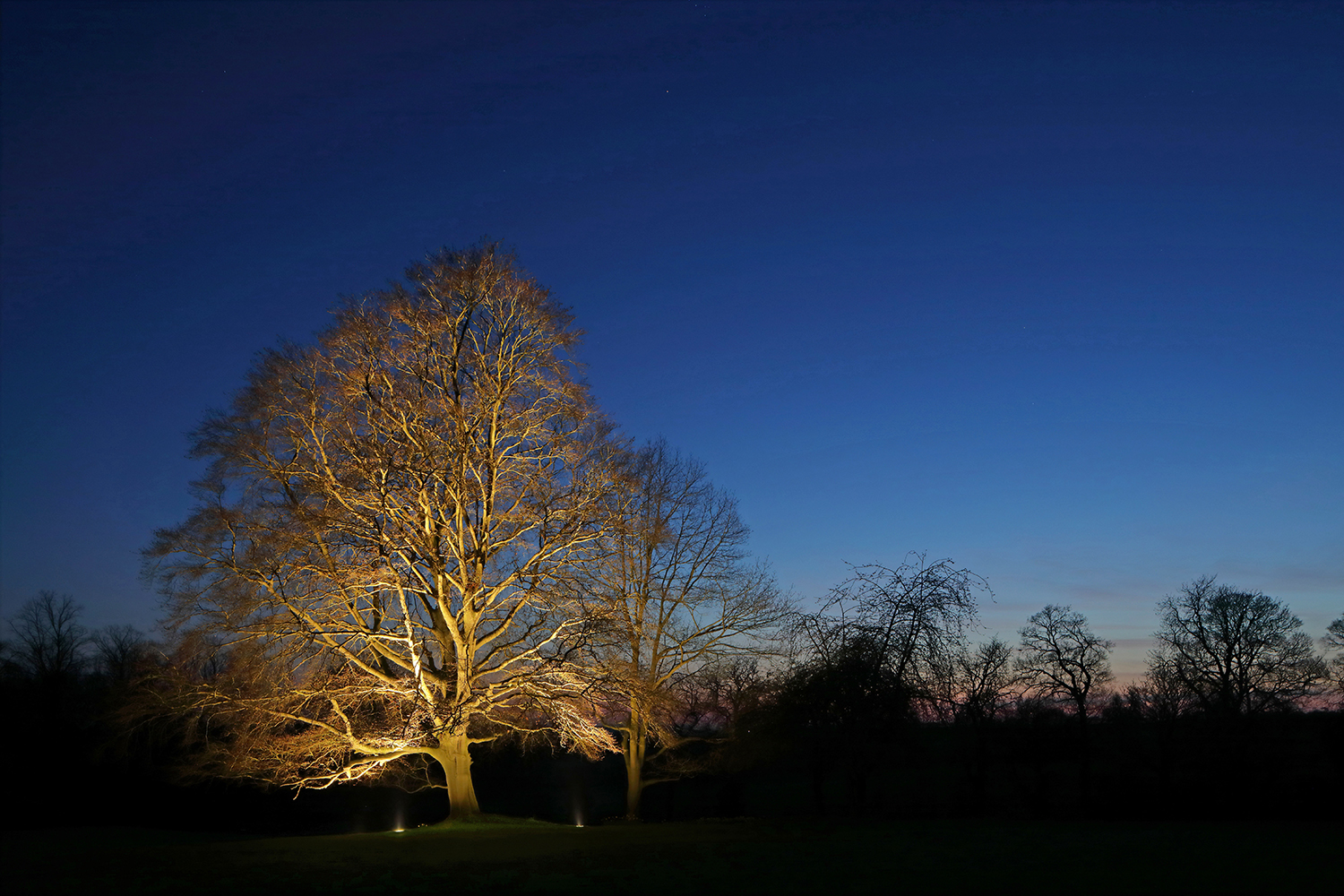 Uplight to large tree in garden