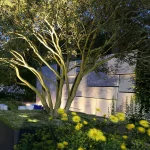 Uplit multi-stemmed tree with back drop of uplit textured wall